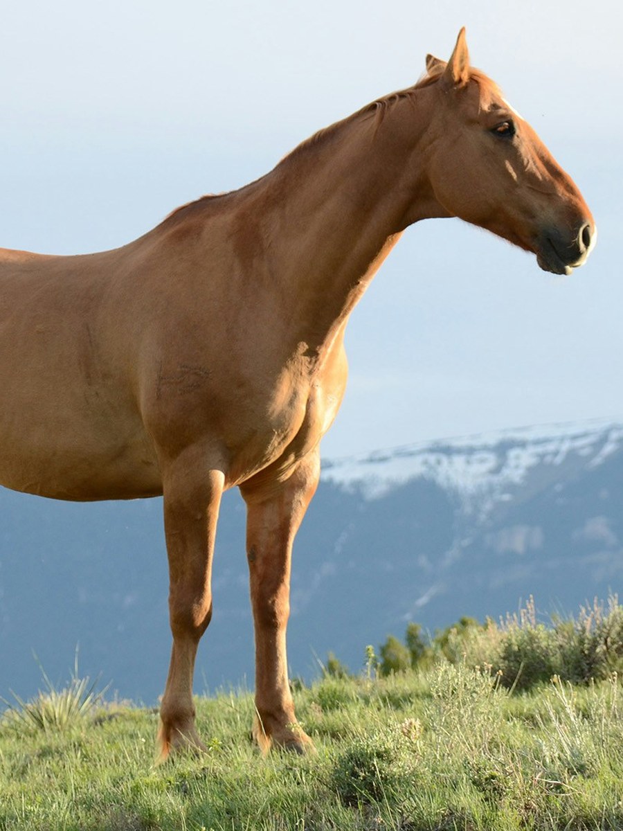 Cavalo em ambiente natural