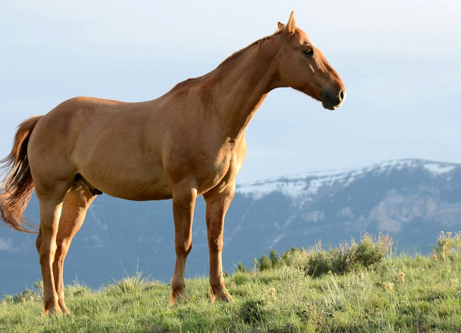 Treinamento esportivo com cavalo